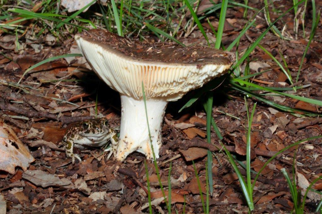 Parco Regionale di S.Rossore: il Parco degli smeraldini!